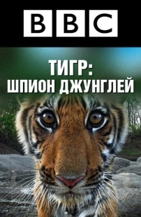 Постер фильмамультфильма BBC: Тигр — Шпион джунглей (2008)